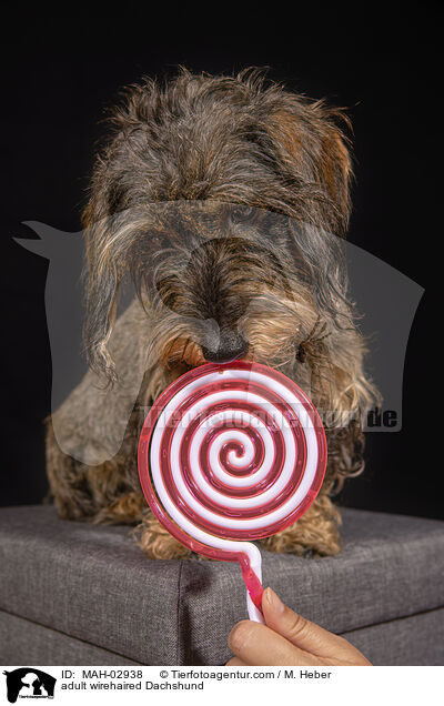 adult wirehaired Dachshund / MAH-02938