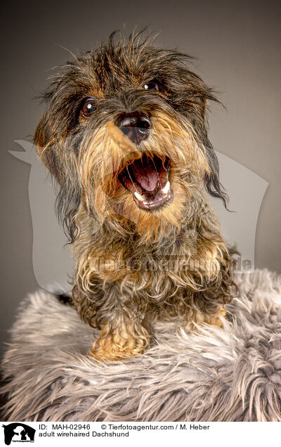 ausgewachsener Rauhaardackel / adult wirehaired Dachshund / MAH-02946