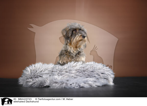 Rauhaardackel / wirehaired Dachshund / MAH-03723