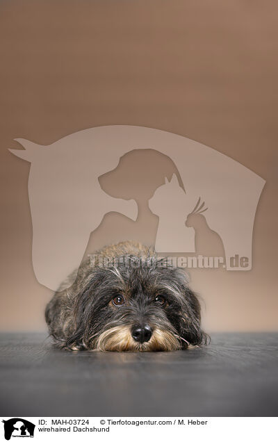 Rauhaardackel / wirehaired Dachshund / MAH-03724