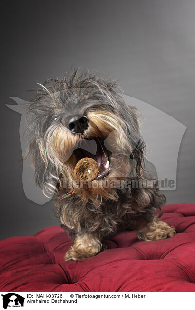 Rauhaardackel / wirehaired Dachshund / MAH-03726