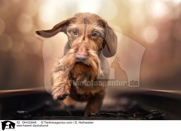Rauhaardackel / wire-haired dachshund / DH-02846