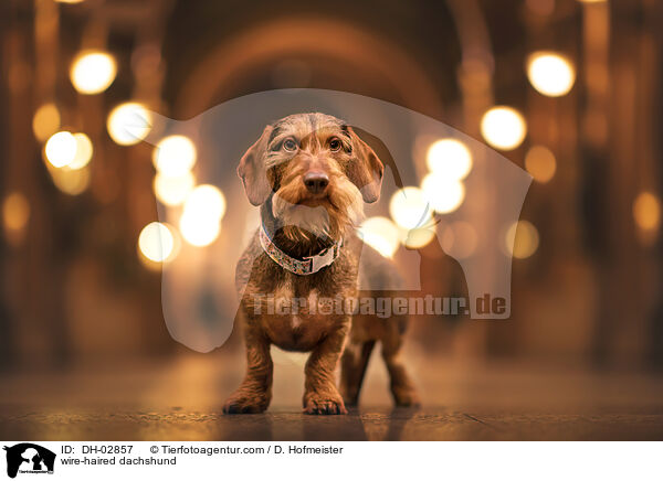 Rauhaardackel / wire-haired dachshund / DH-02857
