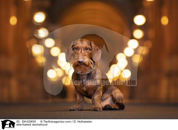 Rauhaardackel / wire-haired dachshund / DH-02859