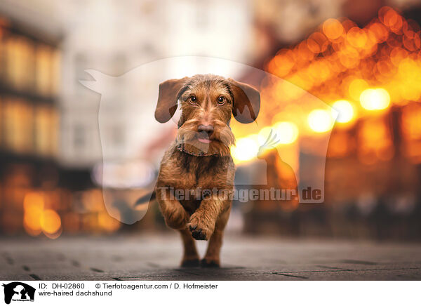 Rauhaardackel / wire-haired dachshund / DH-02860