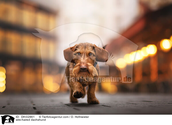 Rauhaardackel / wire-haired dachshund / DH-02861
