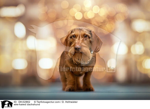 Rauhaardackel / wire-haired dachshund / DH-02862