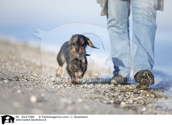 Rauhaardackel / wire-haired Dachshund / JQ-01068