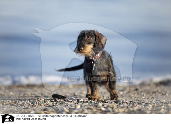 Rauhaardackel / wire-haired Dachshund / JQ-01070