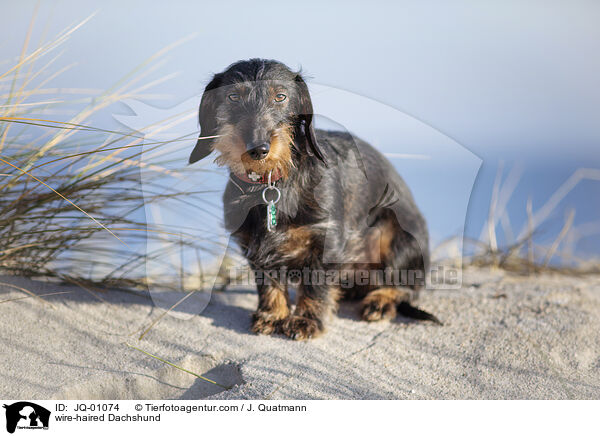 Rauhaardackel / wire-haired Dachshund / JQ-01074