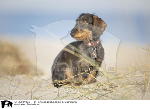 Rauhaardackel / wire-haired Dachshund / JQ-01075