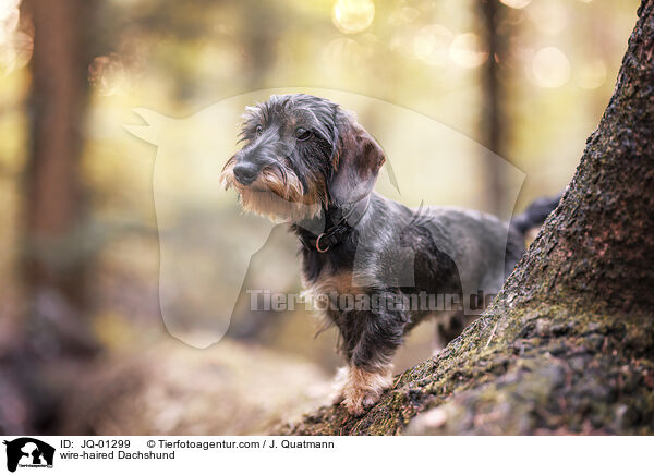 wire-haired Dachshund / JQ-01299