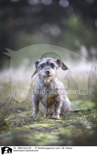 Rauhaardackel / wirehaired Dachshund / MAH-04128