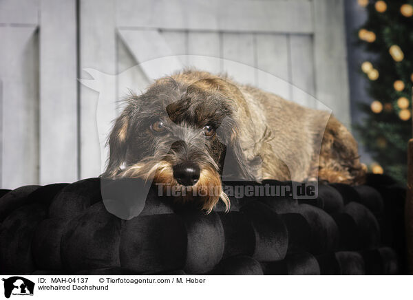 Rauhaardackel / wirehaired Dachshund / MAH-04137