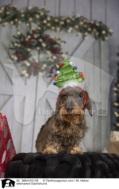 Rauhaardackel / wirehaired Dachshund / MAH-04139