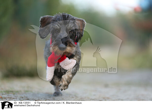 Rauhaardackel / wirehaired Dachshund / KB-13551