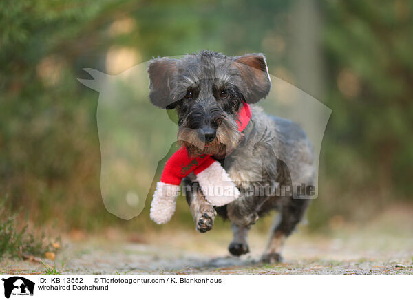 wirehaired Dachshund / KB-13552