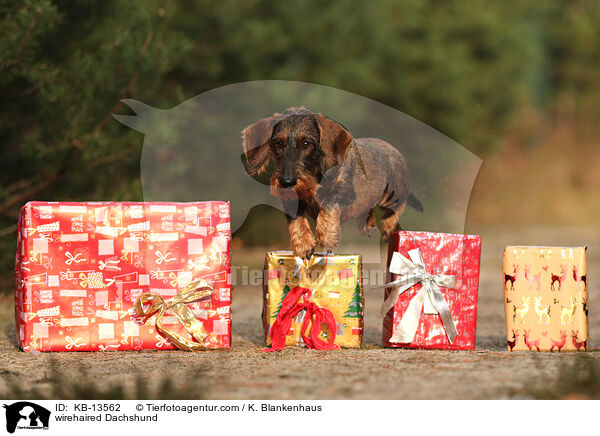 Rauhaardackel / wirehaired Dachshund / KB-13562