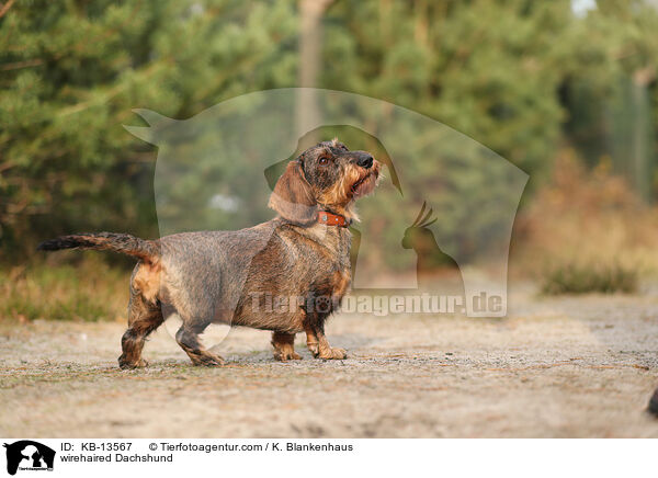 wirehaired Dachshund / KB-13567