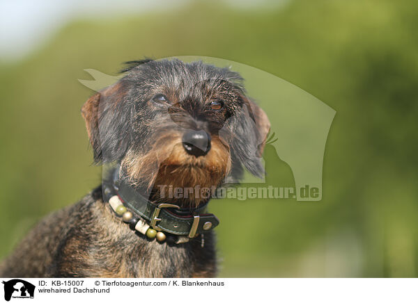 Rauhaardackel / wirehaired Dachshund / KB-15007