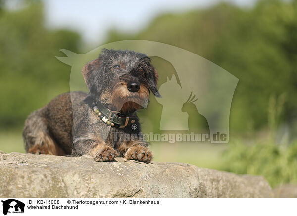 wirehaired Dachshund / KB-15008
