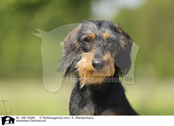 Rauhaardackel / wirehaired Dachshund / KB-15066