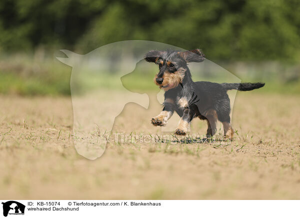 Rauhaardackel / wirehaired Dachshund / KB-15074