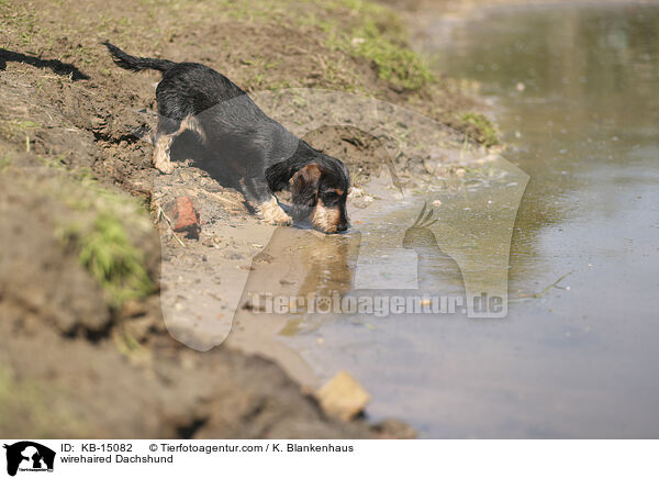 Rauhaardackel / wirehaired Dachshund / KB-15082