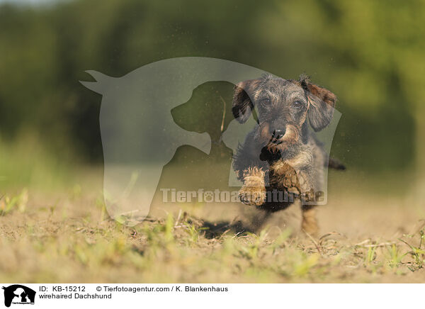 wirehaired Dachshund / KB-15212