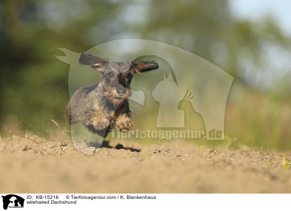 wirehaired Dachshund / KB-15218