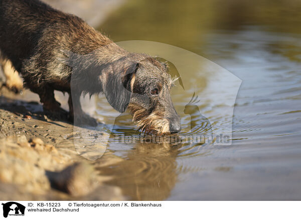 Rauhaardackel / wirehaired Dachshund / KB-15223