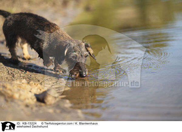 wirehaired Dachshund / KB-15224