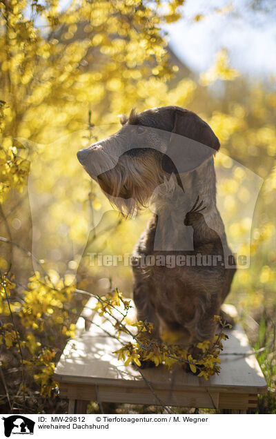 wirehaired Dachshund / MW-29812