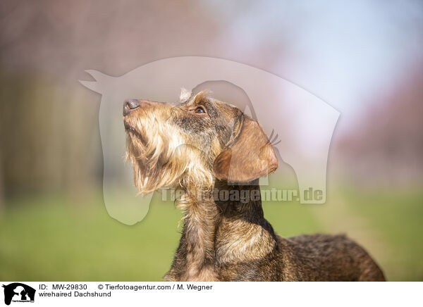 Rauhaardackel / wirehaired Dachshund / MW-29830