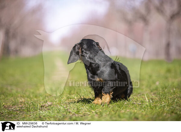 Rauhaardackel / wirehaired Dachshund / MW-29836