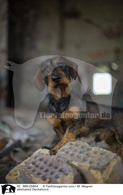 Rauhaardackel / wirehaired Dachshund / MW-29864