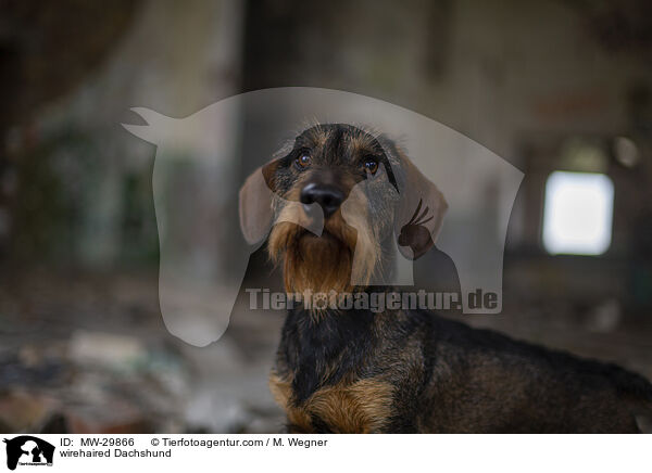 wirehaired Dachshund / MW-29866
