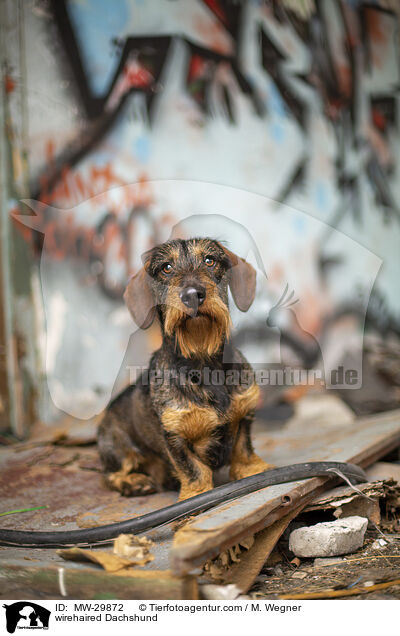 Rauhaardackel / wirehaired Dachshund / MW-29872