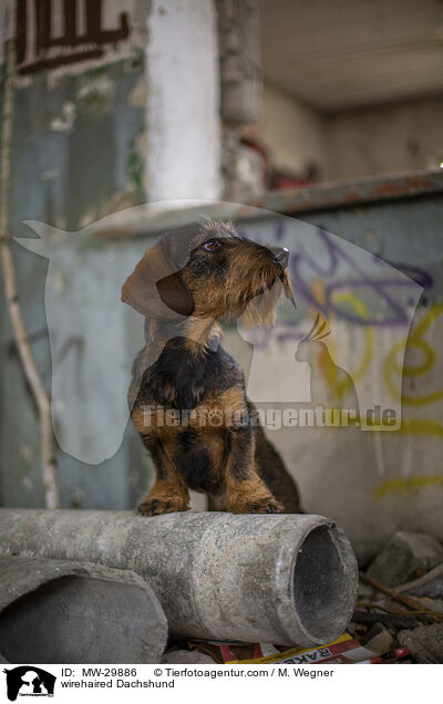 Rauhaardackel / wirehaired Dachshund / MW-29886