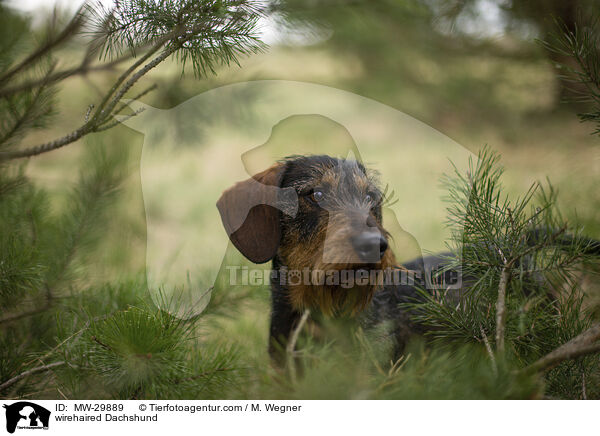 Rauhaardackel / wirehaired Dachshund / MW-29889