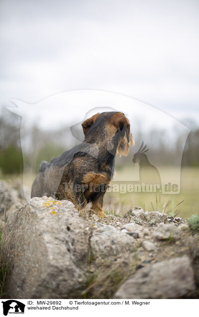 Rauhaardackel / wirehaired Dachshund / MW-29892