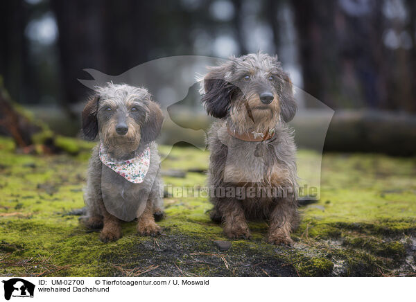 Rauhaardackel / wirehaired Dachshund / UM-02700