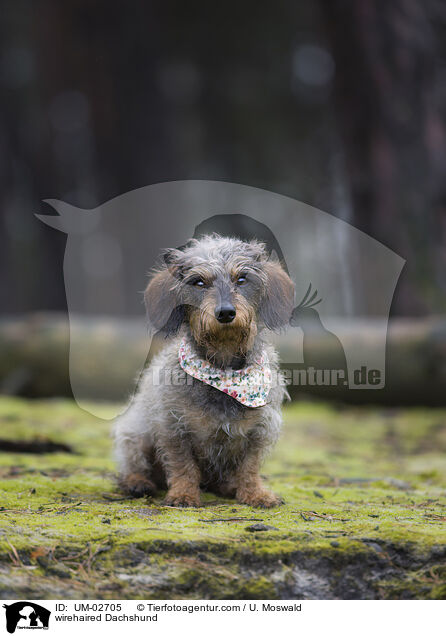 Rauhaardackel / wirehaired Dachshund / UM-02705