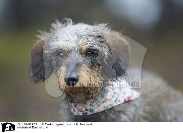 Rauhaardackel / wirehaired Dachshund / UM-02709