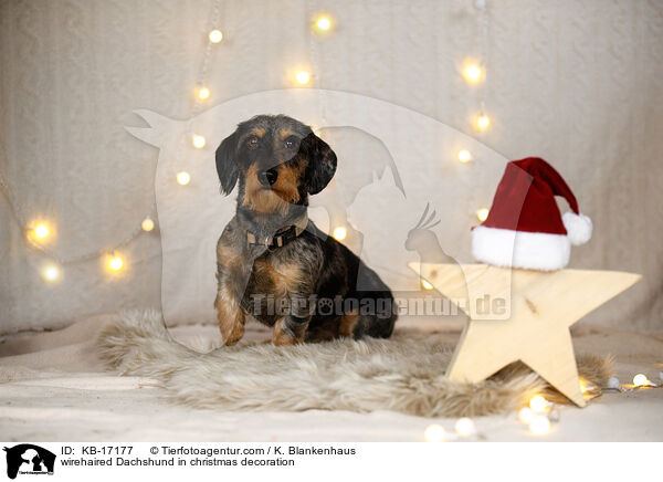 Rauhaardackel in Weihnachtsdeko / wirehaired Dachshund in christmas decoration / KB-17177