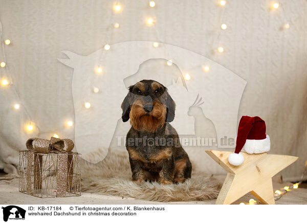 Rauhaardackel in Weihnachtsdeko / wirehaired Dachshund in christmas decoration / KB-17184