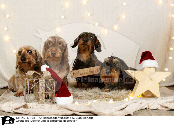 Rauhaardackel in Weihnachtsdeko / wirehaired Dachshund in christmas decoration / KB-17188