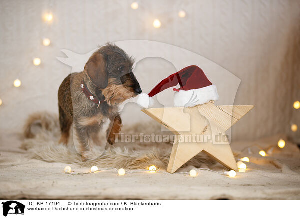 Rauhaardackel in Weihnachtsdeko / wirehaired Dachshund in christmas decoration / KB-17194