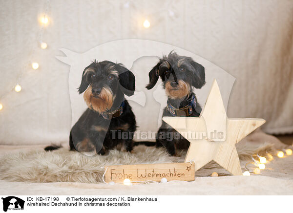 Rauhaardackel in Weihnachtsdeko / wirehaired Dachshund in christmas decoration / KB-17198