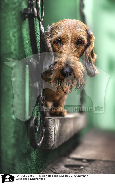 Rauhaardackel / wirehaired Dachshund / JQ-02353